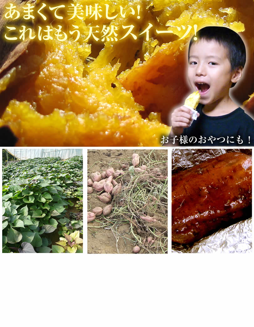 育苗からこだわった安納芋!