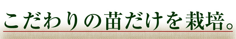 こだわりの苗。育苗は島原半島。