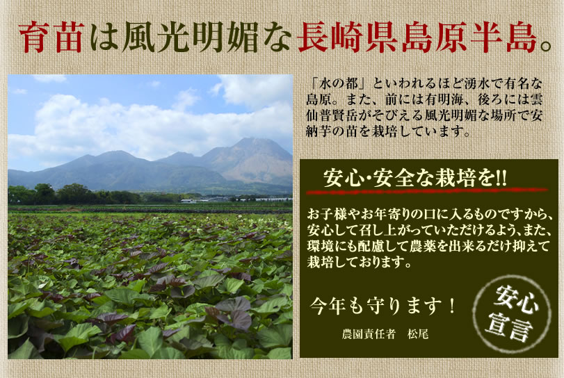 こだわりの苗。育苗は島原半島。農薬不使用