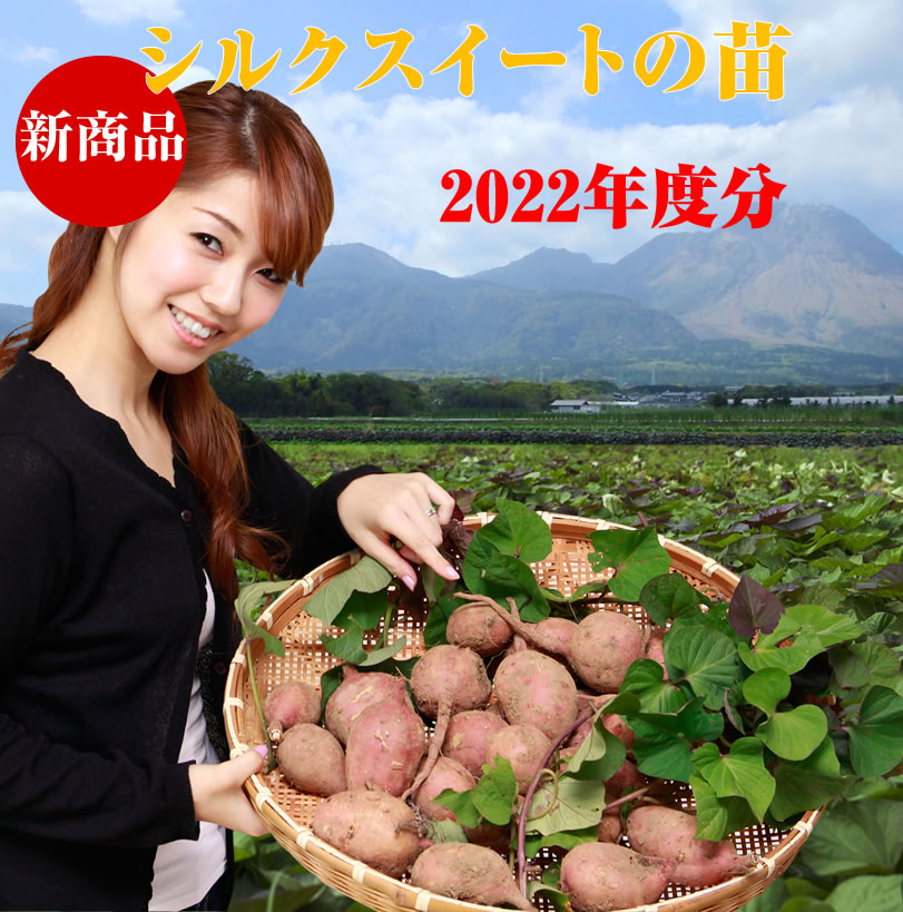 予約 シルクスイートの切り苗 1束10本 送料630円 お届け日指定不可