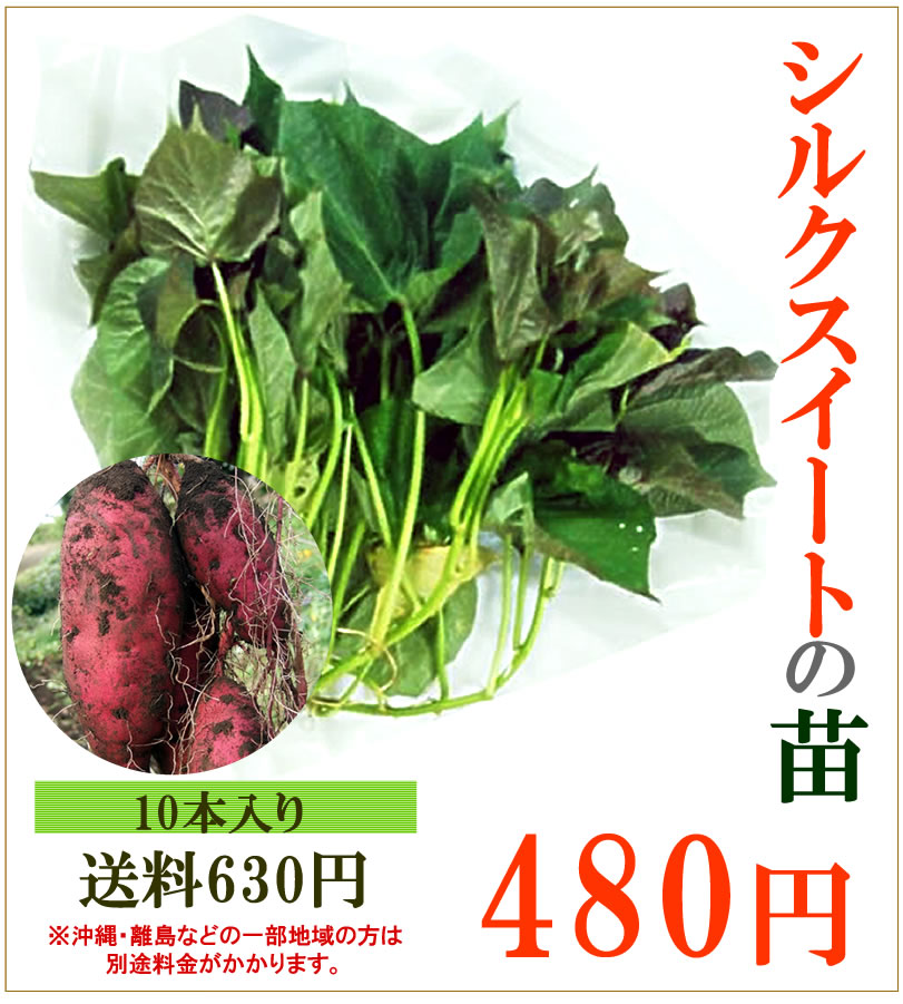 サツマイモの苗 30本