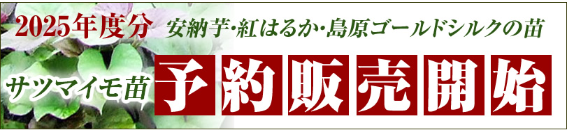 サツマイモ畑農園便り サツマイモの様子