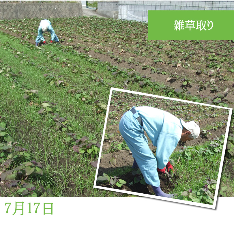 サツマイモ畑農園便り サツマイモの様子