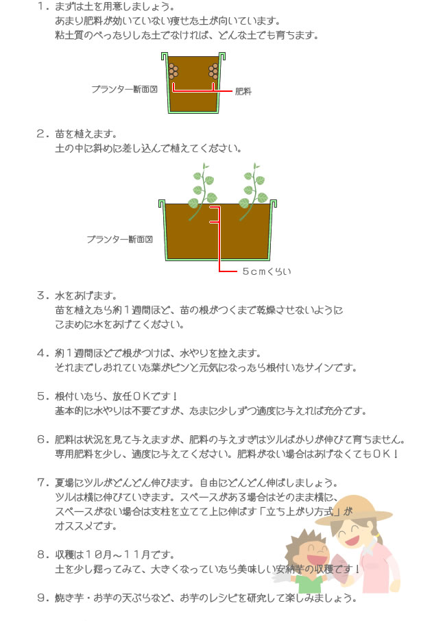 安納芋の育て方