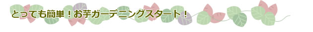 とっても簡単！お芋ガーデニングスタート！
