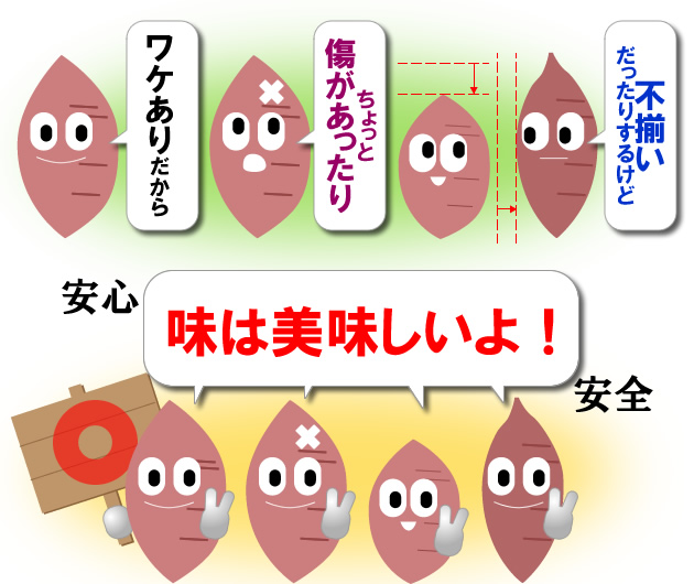 原種安納蜜芋の規格外・不揃いをお買い得価格でご提供いたします