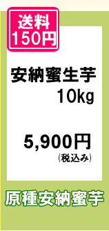 原種安納蜜芋の規格外・不揃いをお買い得価格でご提供いたします
