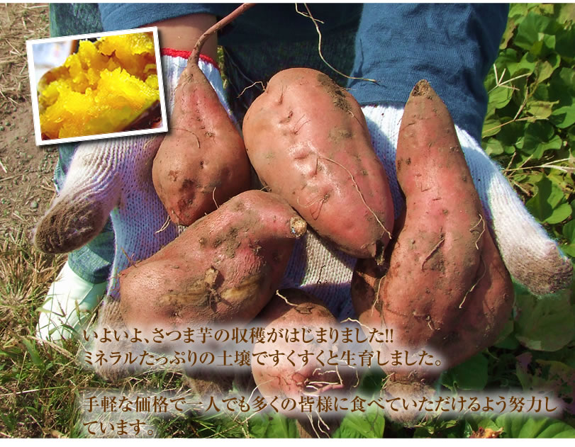 安納芋(生芋)｜安納芋の通販やお取り寄せはゆうゆう通販