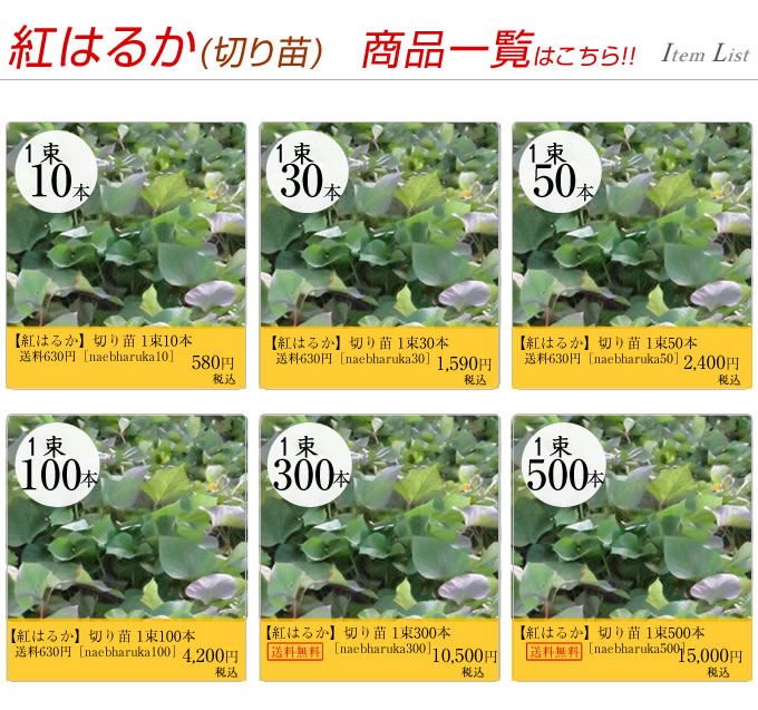 紅はるか切り苗商品一覧